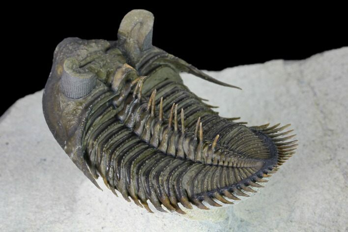 Stunning Erbenochile Trilobite With Hollardops - Foum Zguid #146905